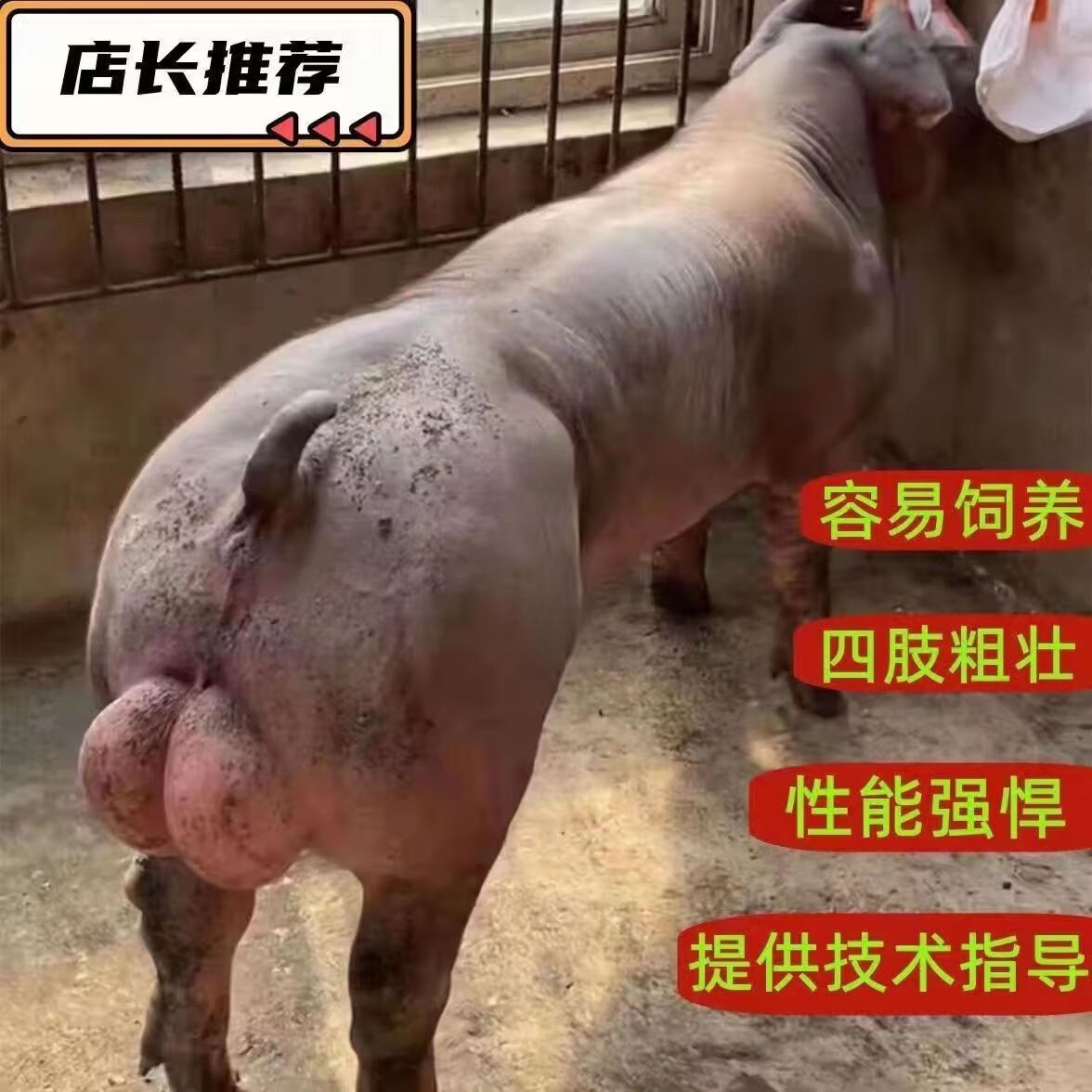 穗桓观赏美系台系杜洛克种公猪黑金刚猪种猪杜洛克猪杜种猪猪大白 视