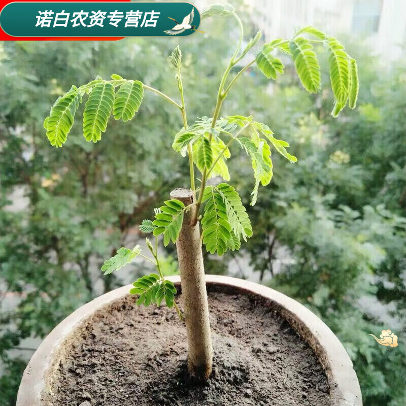 合欢树苗小盆景素材庭院阳台观花植物桌面盆地栽丨四季开合欢花小
