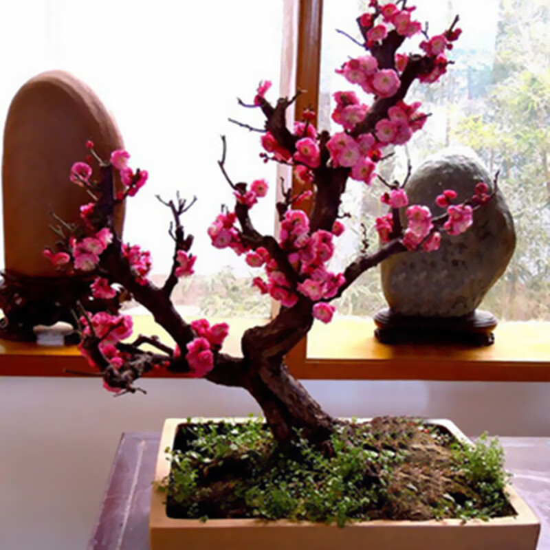 实物红梅花盆景 原生朱砂梅 乌梅腊梅造型树桩室内老桩耐寒盆栽 7年
