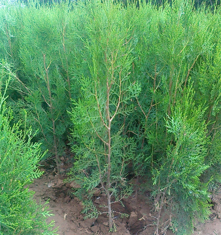 侧柏树苗 扁侧柏树 松柏树苗 庭院绿化侧柏叶 柏树绿化苗木 床苗100颗