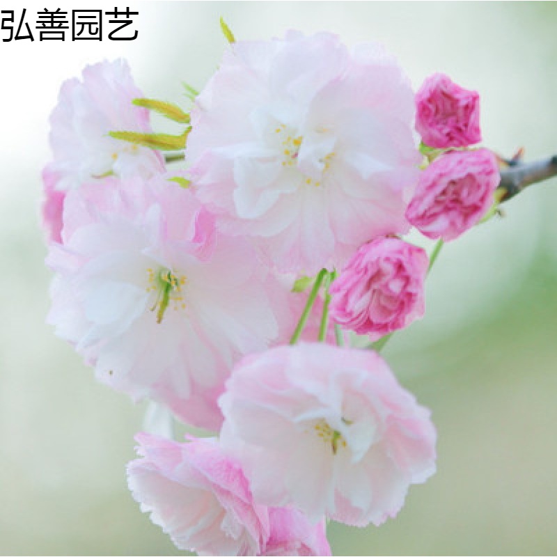 元冬樱花种子易活花卉盆栽花草植物适合秋冬天种的花种籽室内四季开花