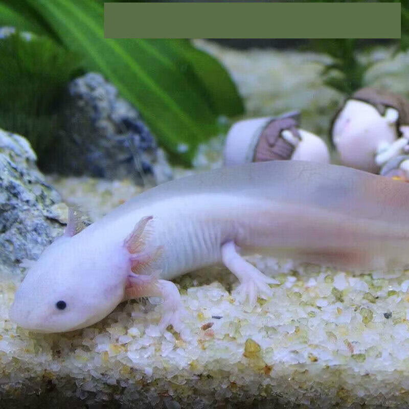 恐龙鱼批发蝾螈六角龙观赏鱼六角恐龙鱼饲料六角鱼大号 白龙【一条】
