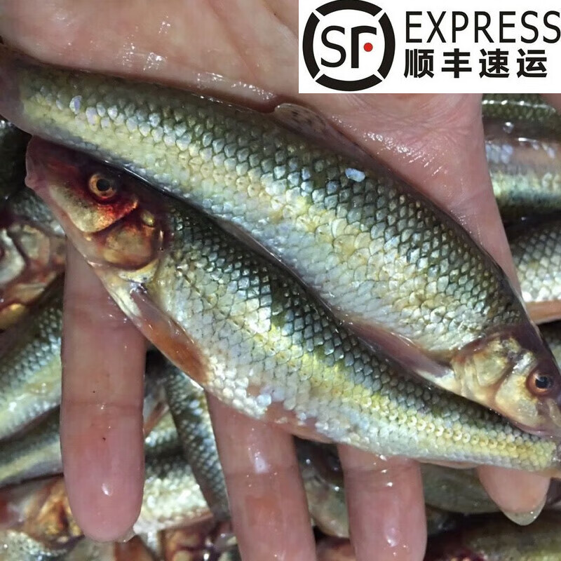 lism船丁鱼东北特产纯特大川丁子鱼打酱鱼油炸鱼真空速冻发货 2斤顺丰
