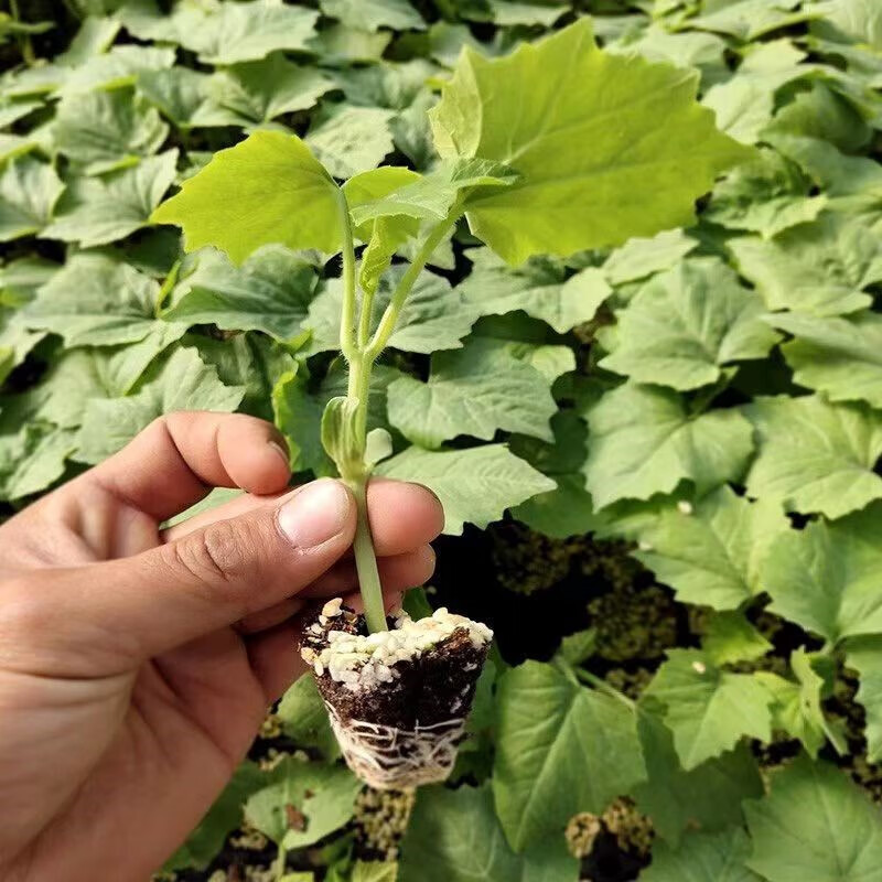 蛇瓜秧苗蛇豆苗种籽阳台菜苗幼苗四季秧苗蛇豆角苗子丝瓜南方种苗