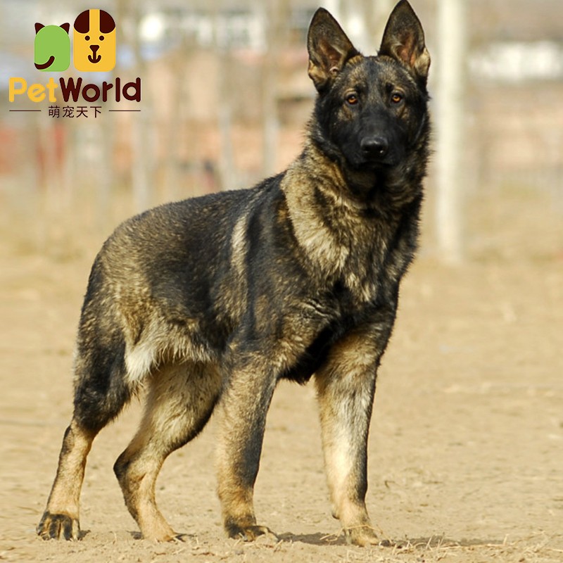 哼嘟(humdu)纯种东德牧羊犬德国牧羊犬德牧幼犬活体幼犬大型犬纯种