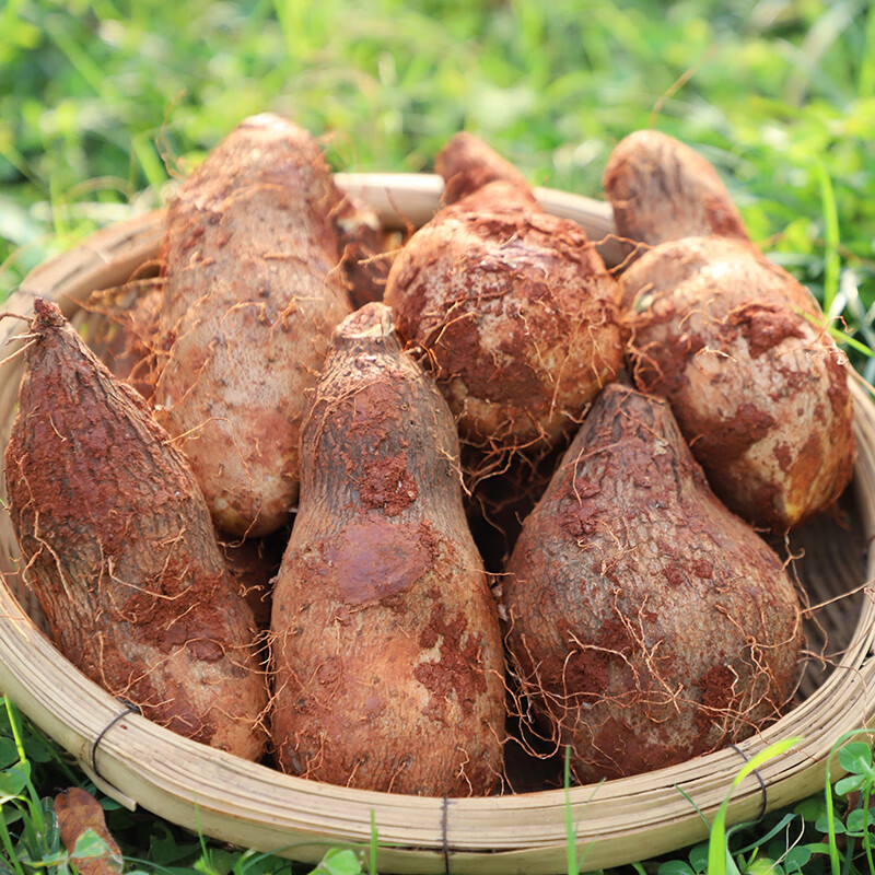 乡语小吖云南金秤砣山药 9斤 香软糯米山药特产 新鲜蔬菜 生鲜