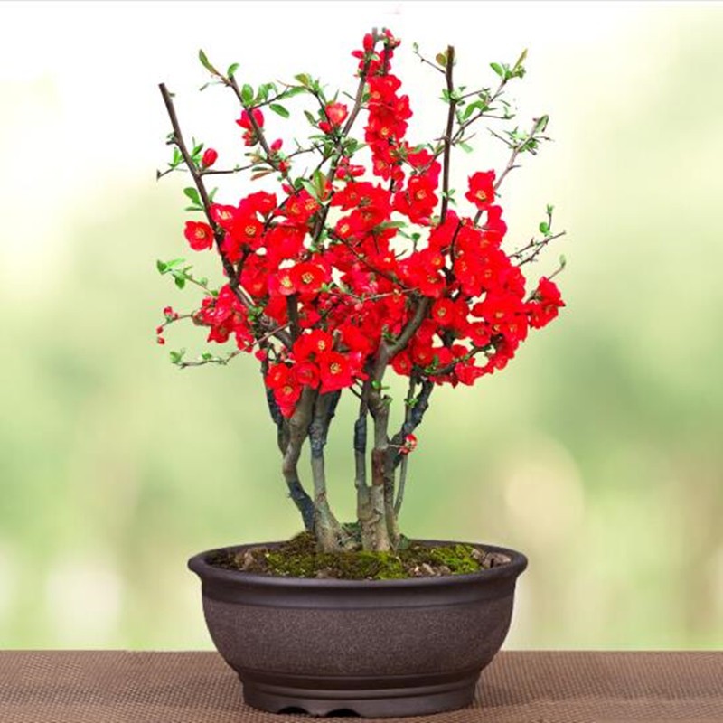 意轩长寿冠海棠盆栽盆景梅花树桩重瓣红花海棠花红梅树苗耐寒植物