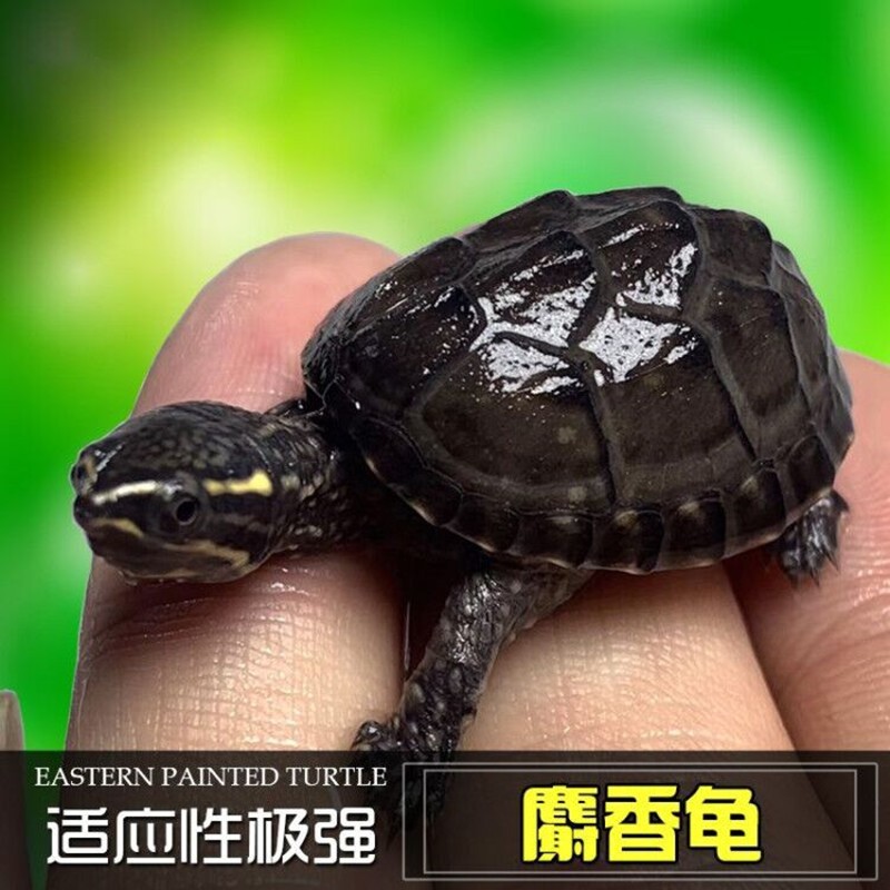 诗轩乌龟活物剃刀蛋龟麝射香龟巨头龟深水龟吃粪观赏乌龟宠物乌龟活体 3-4厘米一只