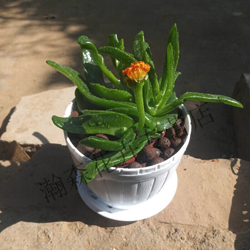 瑰季 佛手托金多肉仙人球舌叶兰佛手托金开花植物盆栽 佛手托金 1盆