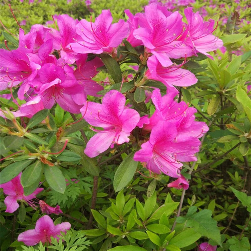 桌面有花毛鹃树苗映山红苗庭院小区绿化植物球杜鹃花苗毛娟紫鹃苗常绿