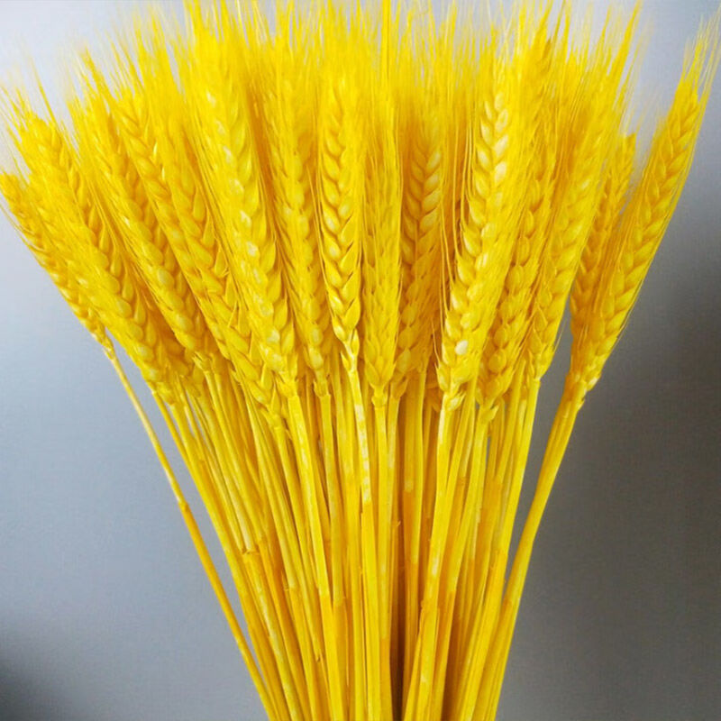 演出道具开业大麦花束 500只【仅剩43件】 黄金大麦穗【寓意丰收】