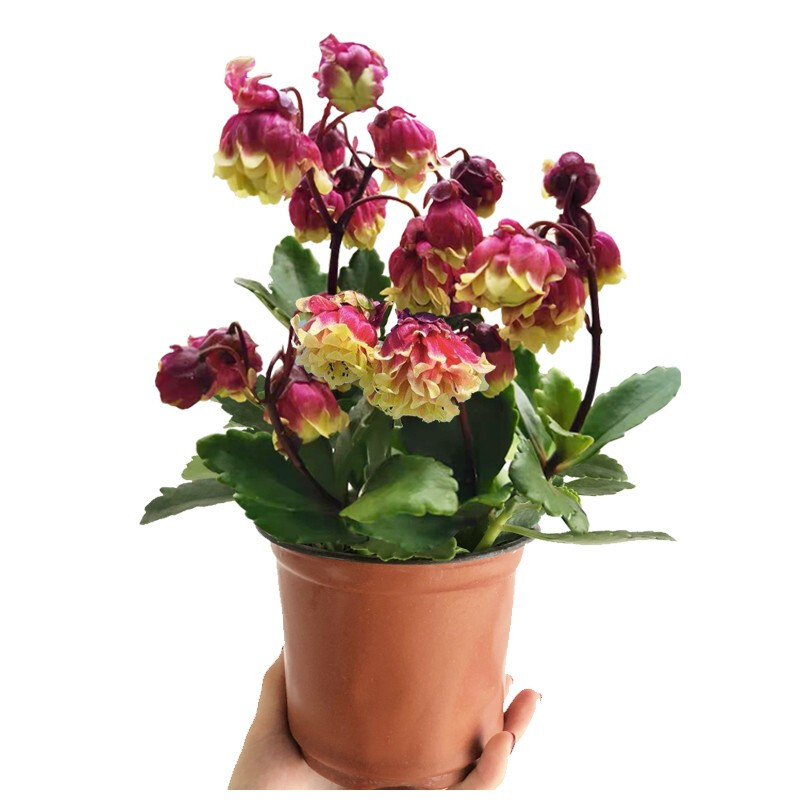 曼杉园(manshanyuan)长寿花盆栽重瓣单瓣宫灯盆栽室内桌面多肉花卉多