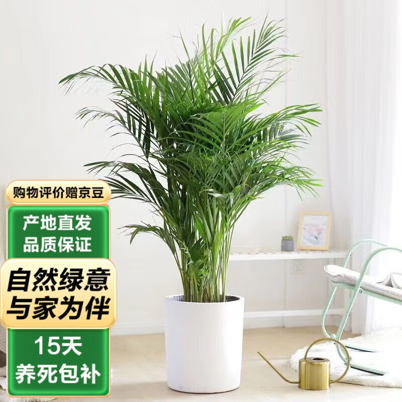 泰西丝大型绿植盆栽散尾葵凤尾竹盆景50-70cm不含盆+灯笼卡片（随机）