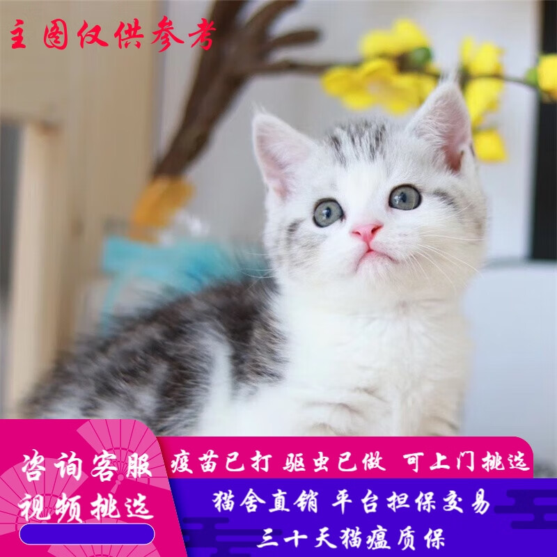 桓瑞宠物纯种美短虎斑幼猫活体加白起司猫幼崽折耳宠物猫咪猫舍直销保