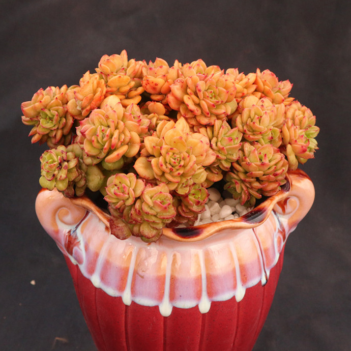 黛萝莉蜡牡丹群生多肉植物老桩大颗好养稀有品种肉肉 蜡牡丹多头群生