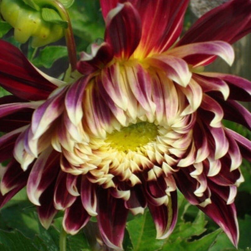 大丽花种球 大丽菊 地瓜花种球 种根室内盆栽大丽花进口球根花卉 圣诞