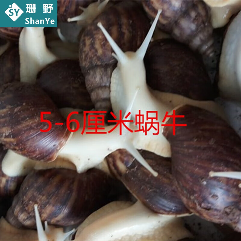 5厘米左右4只 白玉蜗牛