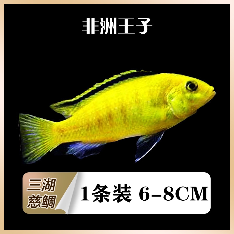 古介三湖慈鲷热带鱼观赏大尺寸活体鱼马鲷岩栖孔雀大马鱼非洲王子包活
