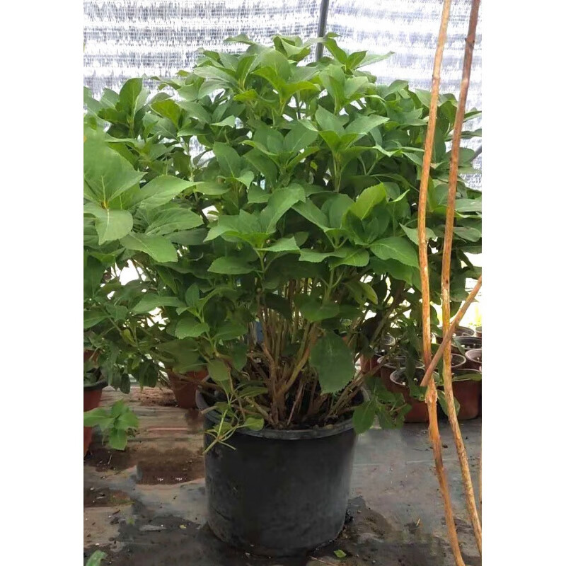 荣郁 高杆大苗无尽夏绣球花苗四季一级老桩庭院阳台室外耐寒植物带盆