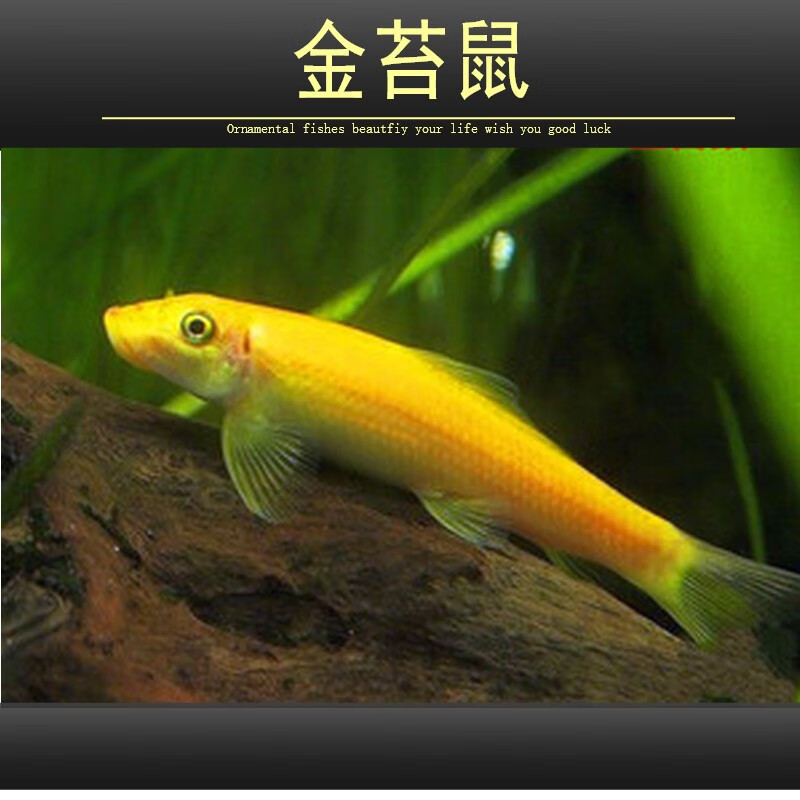 乐淘逸宠清理鱼缸 除藻 清洁鱼 热带观赏鱼工具鱼 4-5cm金苔鼠6条