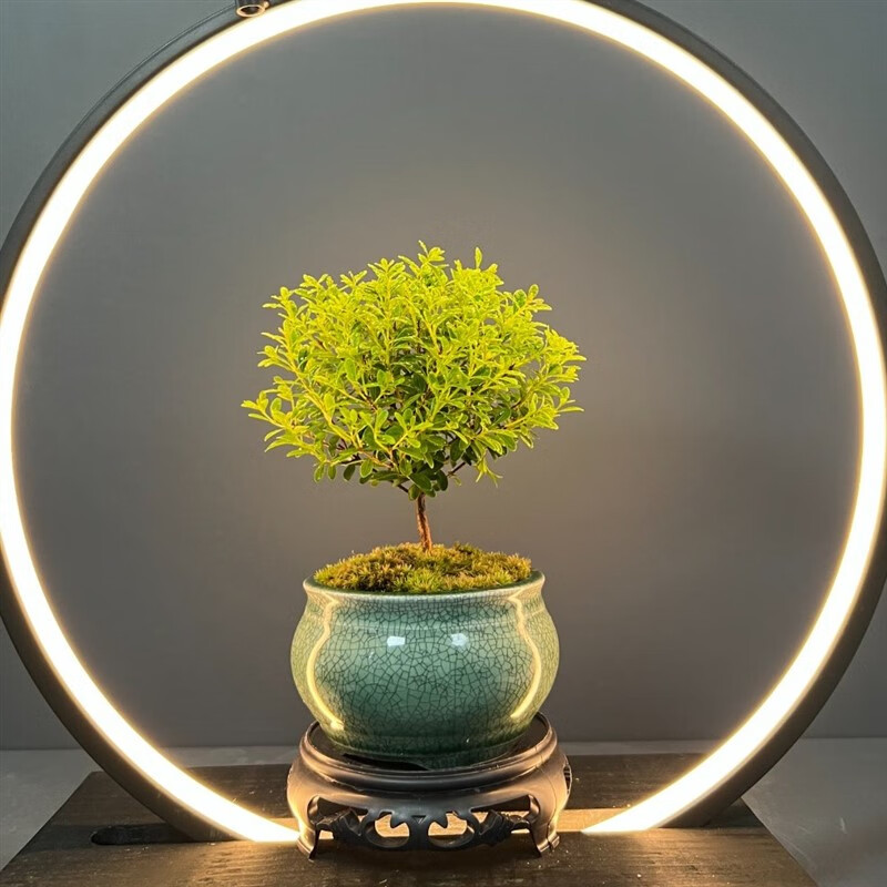 流彗墨绿冰裂小叶赤楠盆景易活迷你开花结果好养绿植 小叶赤楠 墨绿冰