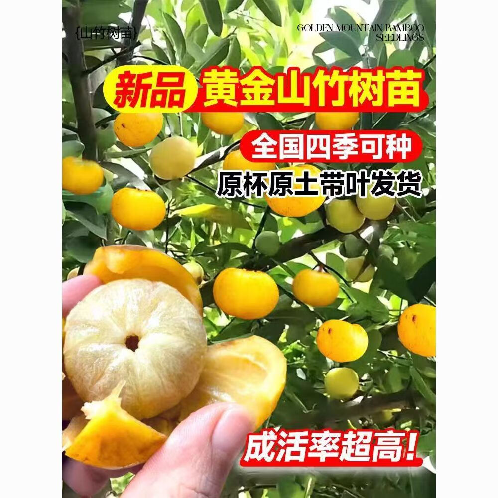 大果山竹树苗矮化南北方盆地栽阳台四季结果 岭南黄金山竹直生苗1棵