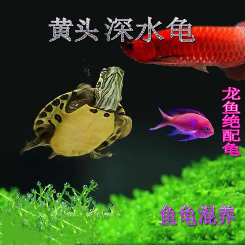 查看京东异宠活体历史价格|异宠活体价格历史