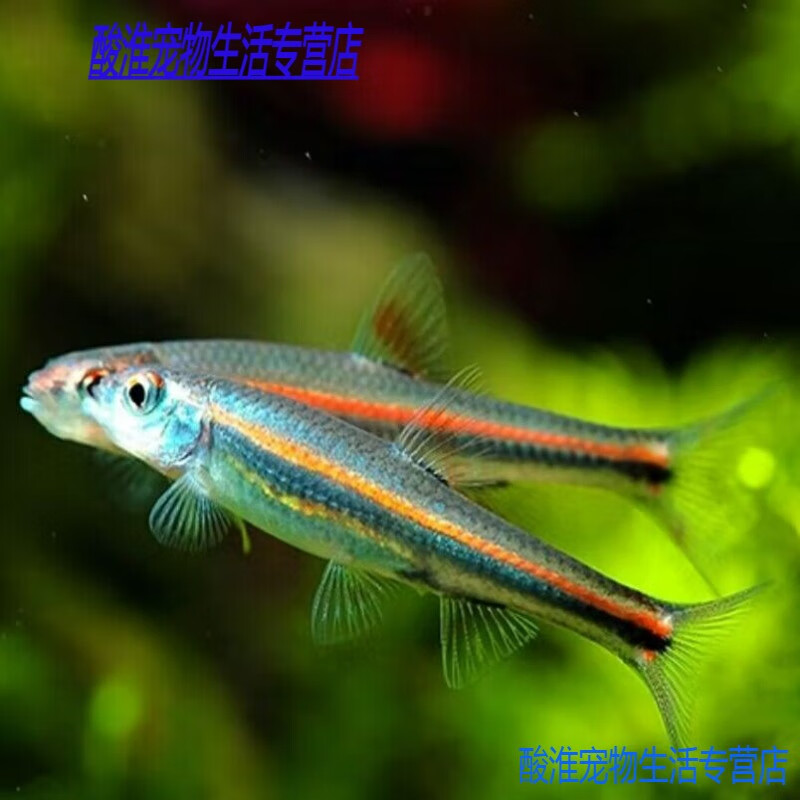 紫光精灵鱼南美缸幻彩霓虹灯鱼热带观赏鱼耐寒冷水鱼 2cm紫光精灵1条