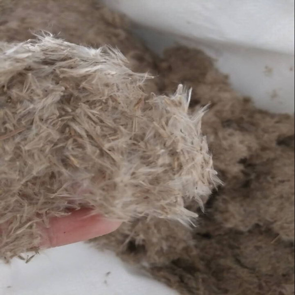 种子 茅草花 白茅根草花 白茅草种子 白茅根种子-德资 白茅种子一斤