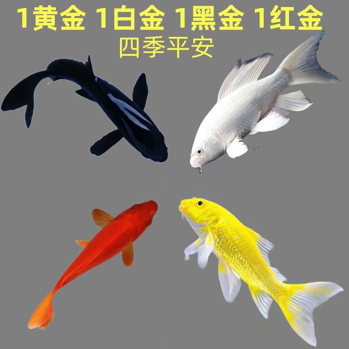 锦鲤活鱼锦鲤观赏鱼金鱼活鱼金鱼观赏鱼锦鲤鱼风水鱼冷水鱼招财鱼 6-8cm黑白黄红各2条共8条