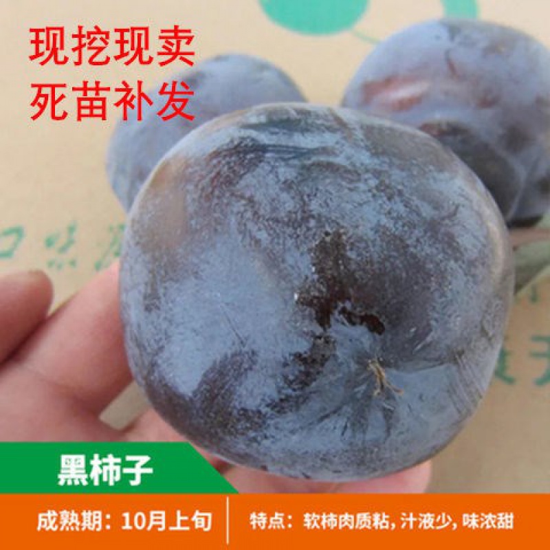 柿子树苗嫁接日本甜脆柿盆地栽南北方种植特大无核当年结果黑柿树 黑