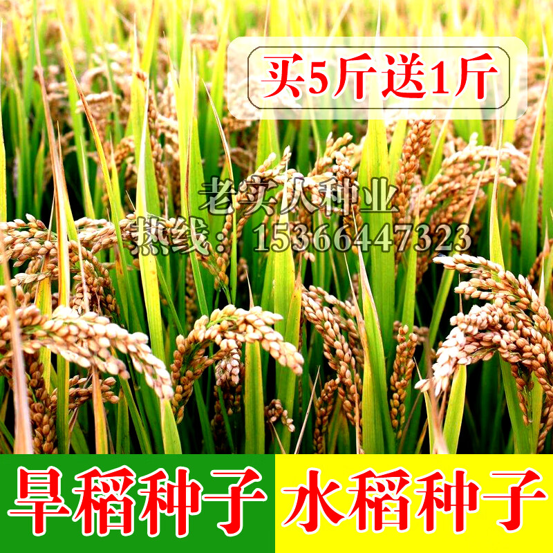 朵芮蜜水稻种子家用丰产水稻种孑旱稻种籽子东北大米糯米香稻子 优质