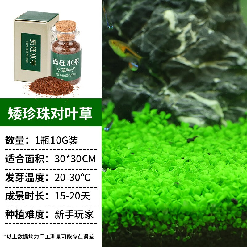 疯狂水草（FKSC）鱼缸造景水草种子水族箱装饰前景草迷你小对叶草坪活体真水草 小对叶种子 适合新手养殖无需CO2