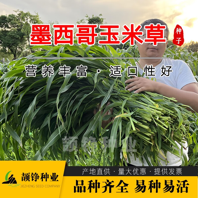 颉铮进口墨西哥玉米草种子籽牧草鱼草四季养殖再生多年生优12牛羊兔子 墨西哥玉米草5斤
