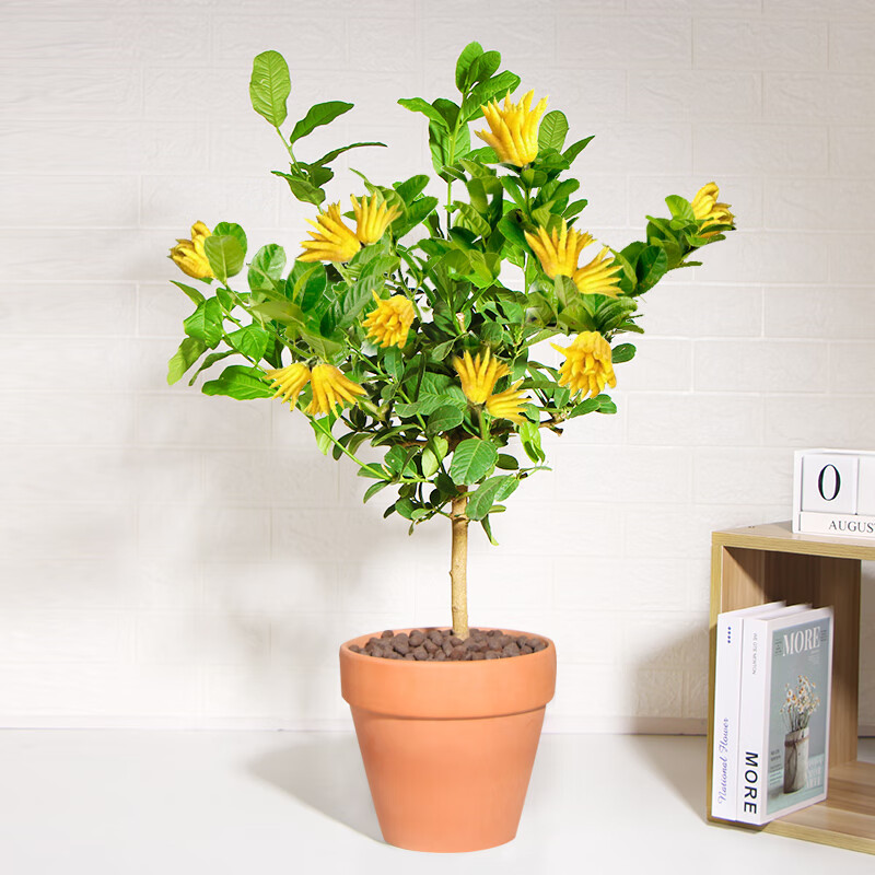 clcey佛手盆栽带果室内客厅观果植物佛手柑小苗好养绿植千佛手佛手瓜