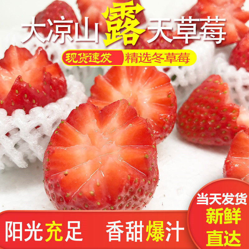 【精选果蔬】大凉山现摘冬草莓新鲜水果甜草莓露天奶油牛奶草莓 新鲜草莓1斤中大果【净重】