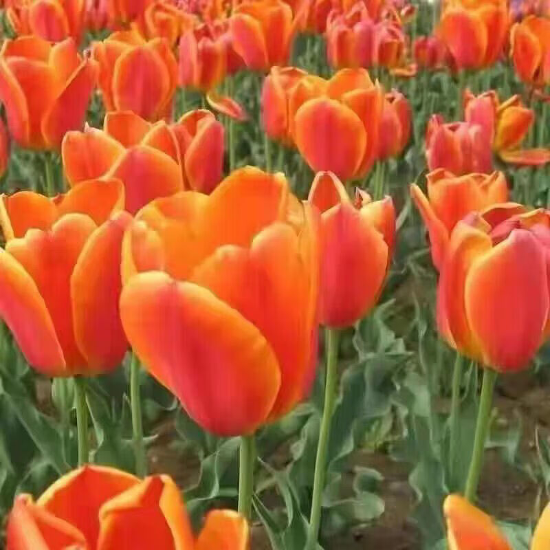 大爱婧骑郁金香种球批发【款】水培土培室内外庭院花园花卉盆栽绿植