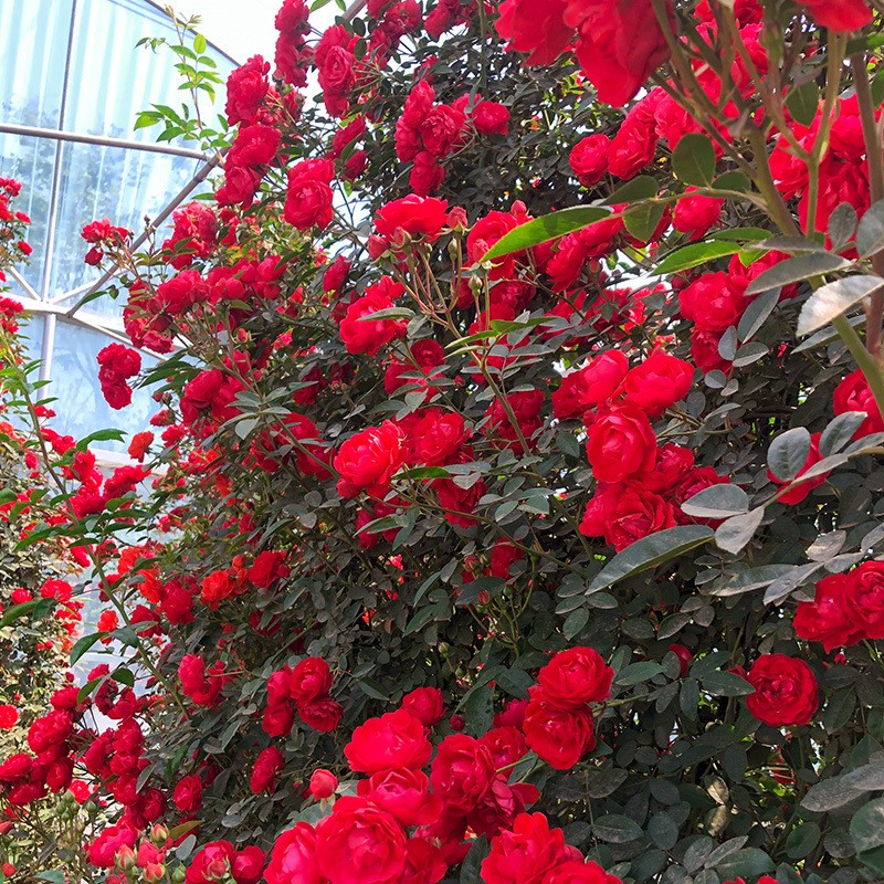 clcey红木香四季开花红花花苗爬藤蔷薇植物甜蜜黄白木香花树苗庭院