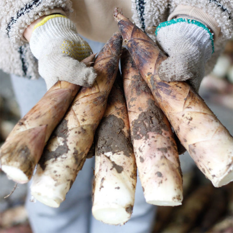 临安天目山现挖新鲜春笋雷笋冬笋油焖腌笃笋农家野生蔬菜鲜嫩竹笋