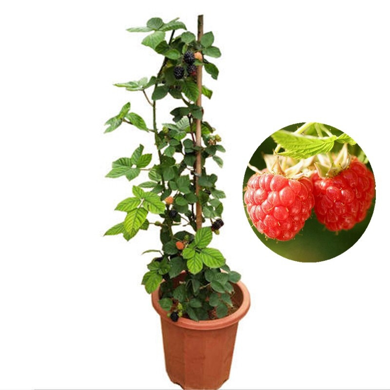 野生双季树莓覆盆子树苗树莓苗黄黑红树莓苗南北方盆栽地栽果树苗南北