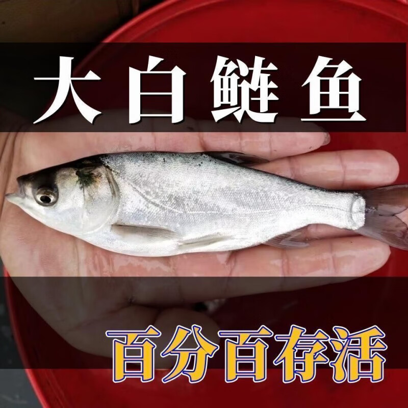 白鲢鱼苗特大号鲢鳙水鲢跳鲢鲢子花鲢鱼苗淡水鱼苗草鱼白莲鱼苗鱼