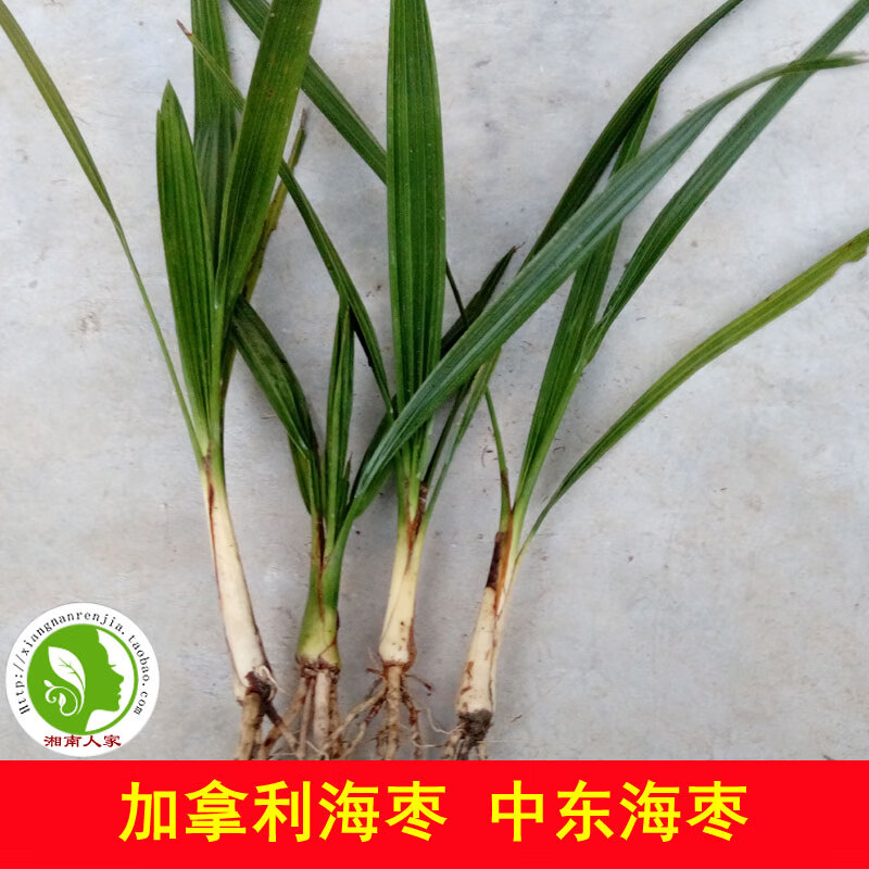 醉春木加拿利海枣小苗 中东海枣 银海枣树苗 槟榔竹行道绿化景观树 加