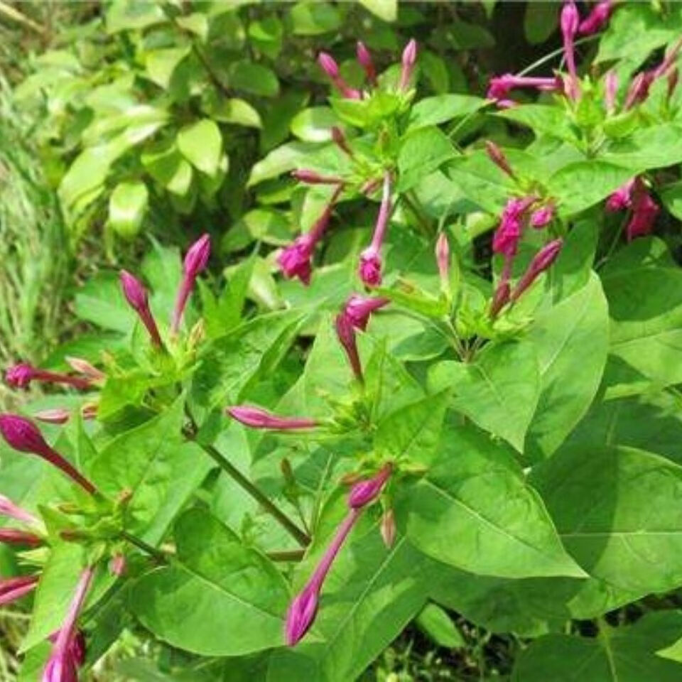新鲜野生入地老鼠 钻地老鼠 白古首花头紫茉莉根中药材新 野生新鲜地