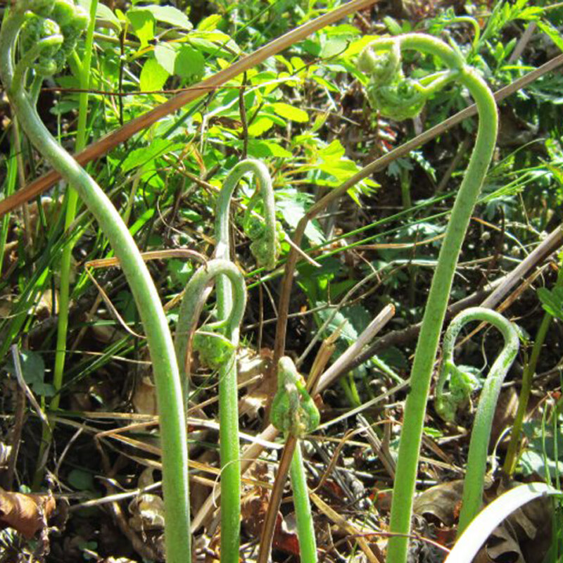 虎钢馋贵州特产蕨苔山坡坡上面采摘野生新鲜小吃蕨菜袋装酸菜全国