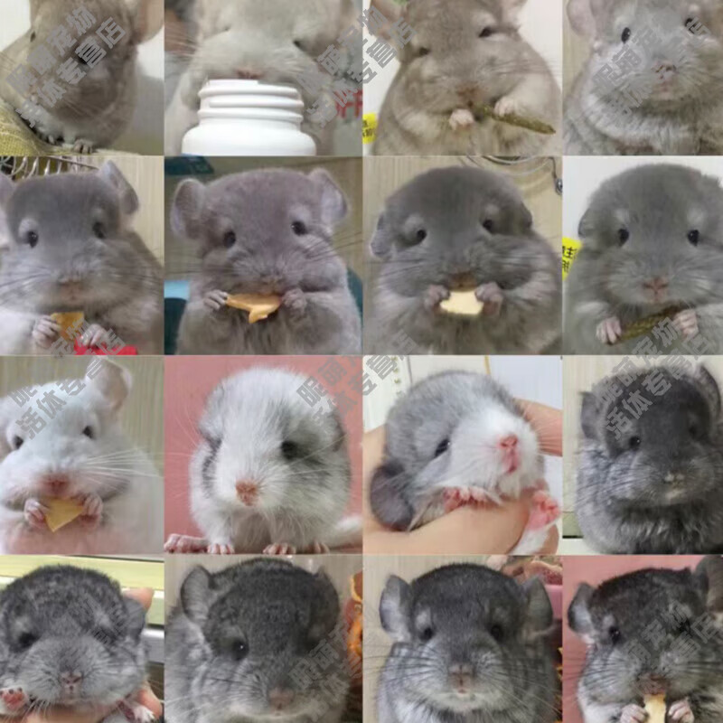 龙猫活物长毛龙猫幼崽活体毛丝鼠颜色看选项活体宠物(定金) 龙猫(定金