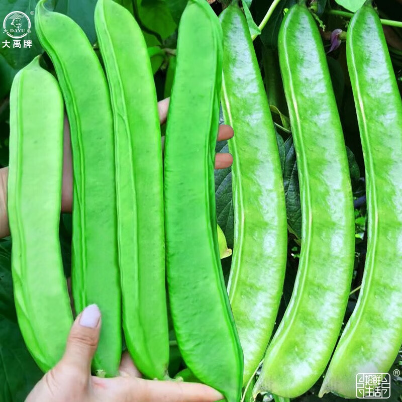 大禹大刀豆籽种子四季架豆扁豆角阳台春季蔬菜家庭种植 绿宝刀豆种子