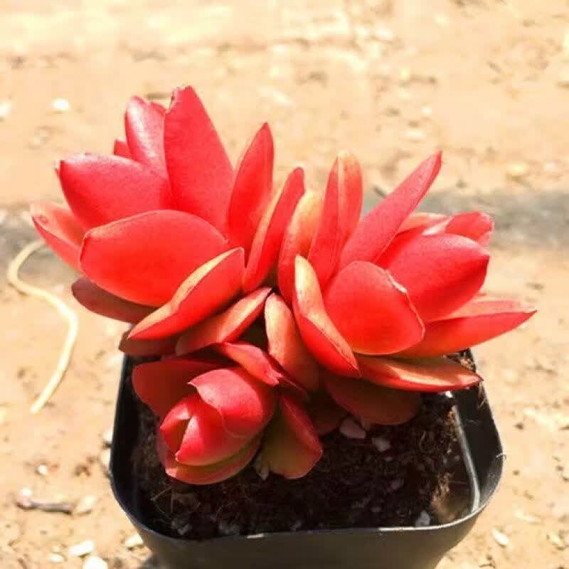 【精选】火祭群生多头多肉植物盆栽红叶祭火祭锦肉肉绿植花卉吸 火祭3