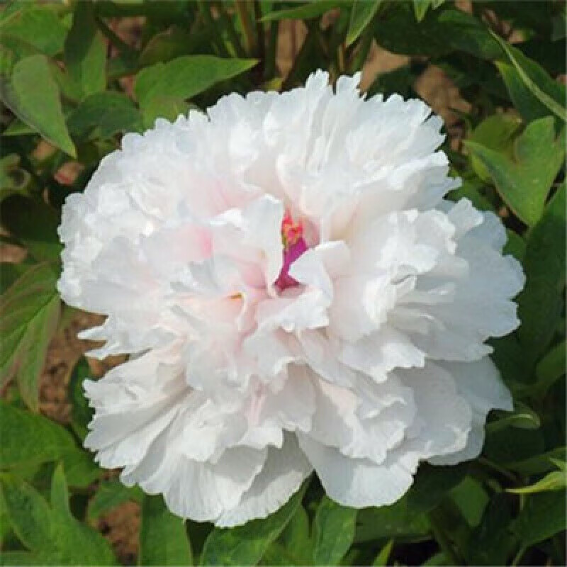 芍药种子 盆栽易种花卉种子地载芍药花种子 重瓣大花芍药种籽 冰清100