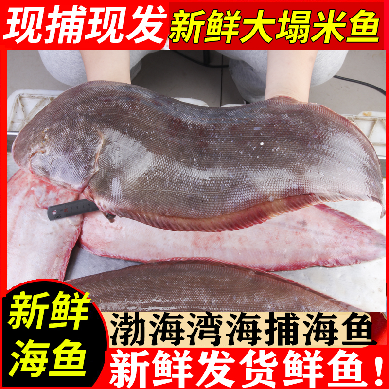 三蟹島新鮮龍利魚 舌頭魚 深海魚 鰨目魚 踏板魚 活鮮生鮮 海魚海鮮禮盒 3.1-3.5斤/1條