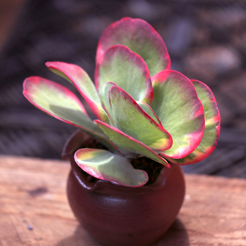 唐印锦多肉植物巨大株老桩 易养粗腿肉肉绿植盆栽花卉 唐印锦[巨大株